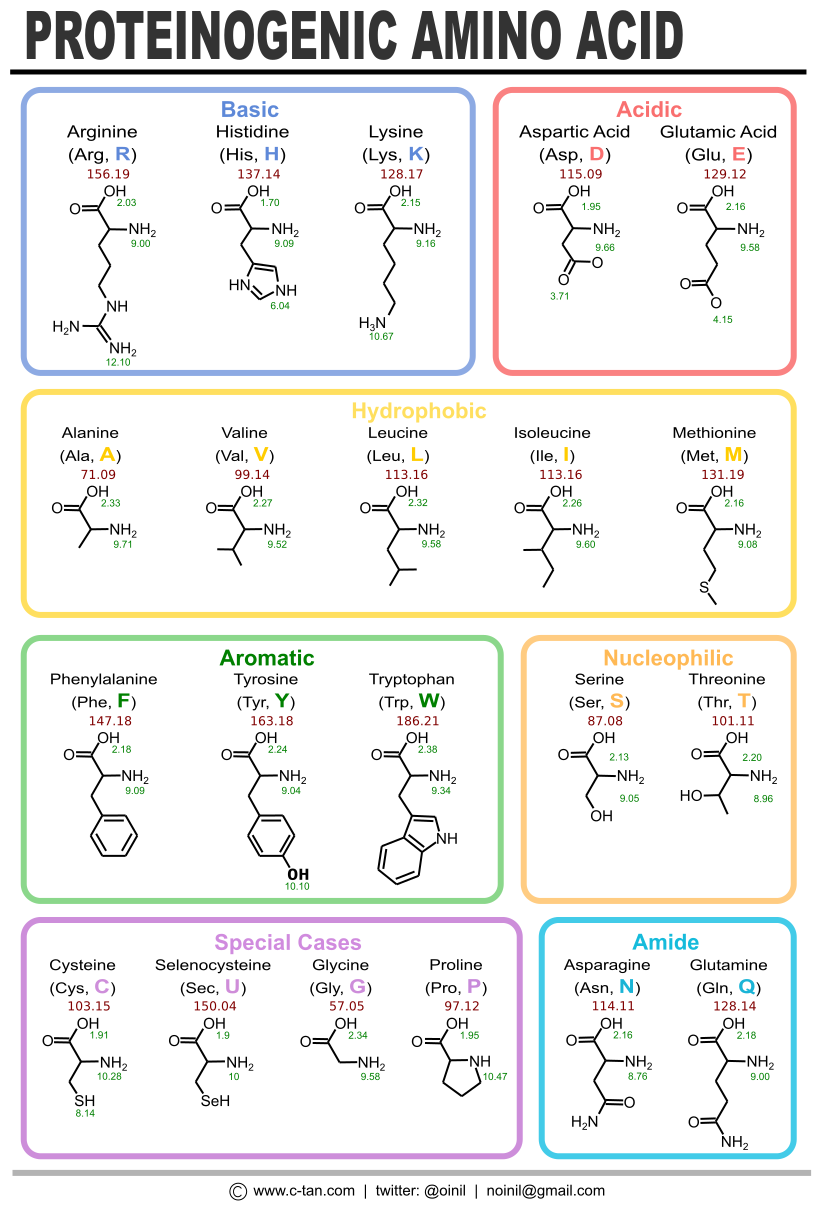 Figure: The 21 proteinogenic α-amino acids found in eukaryotes.