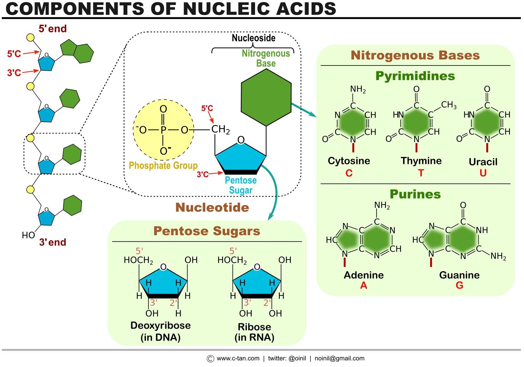 Figure: Components of nucleic acids.